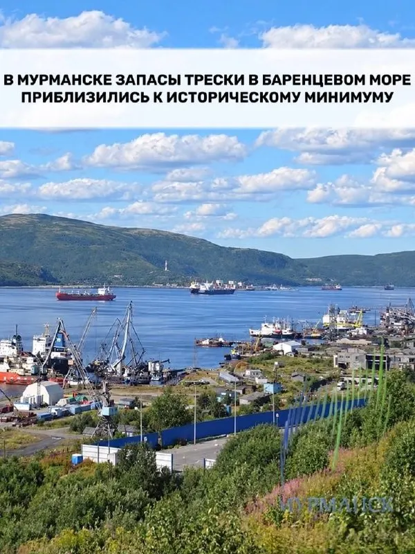 Учёные связывают снижение запасов трески с изменениями морских экосистем и потеплением климата; регион Баренцева моря сталкивается с сокращением уловов и угрозой для рыболовецкого сектора Мурманской области.