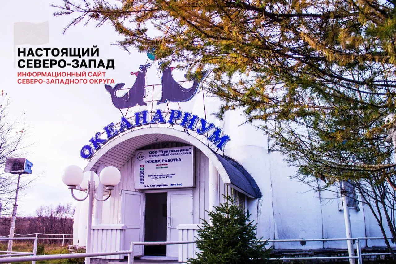 Работники мурманского океанариума в Мурманске не получают зарплату уже свыше трёх месяцев. Около десятка сотрудников продолжают ухаживать за старыми и редкими тюленями, но судьба животных зависит от поставок корма и возможного вмешательства властей.