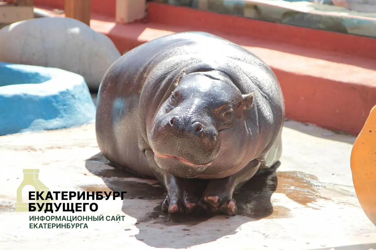 Мэрия пояснила, что по мобилизационным планам города должны бесплатно передавать военным комиссариатам здания, находящиеся в ведении департамента культуры. В перечне — Парк Маяковского, Екатеринбургский зоопарк и театр кукол; положение действует по всей стране.