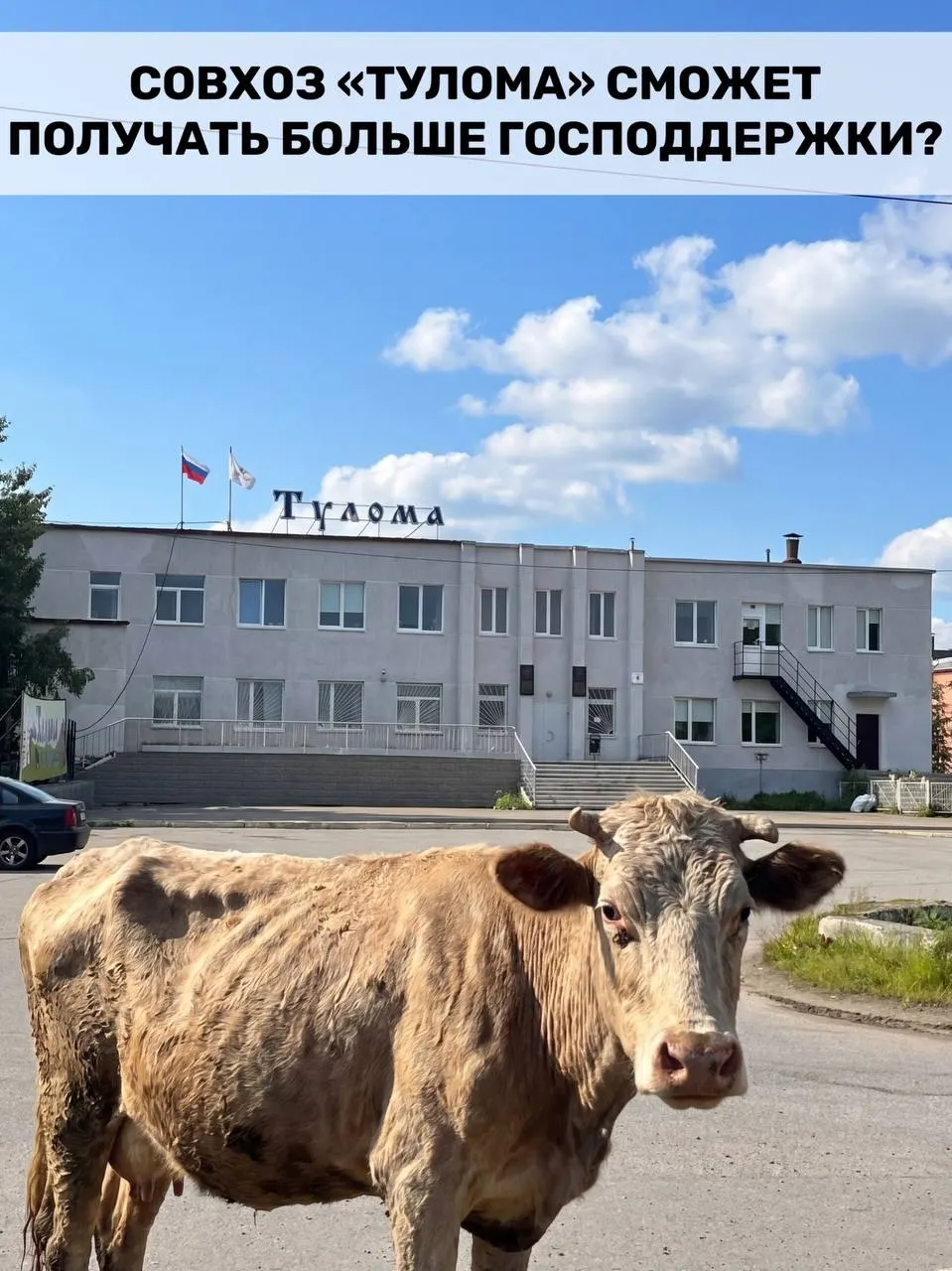 Правительство расширило критерии получения федеральных субсидий для молочных хозяйств — это важно для Мурманской области, где многие предприятия частично находятся в государственной собственности. Остаётся вопрос, успеет ли помощь дойти до пострадавших хозяйств, на примере совхоза «Тулома».