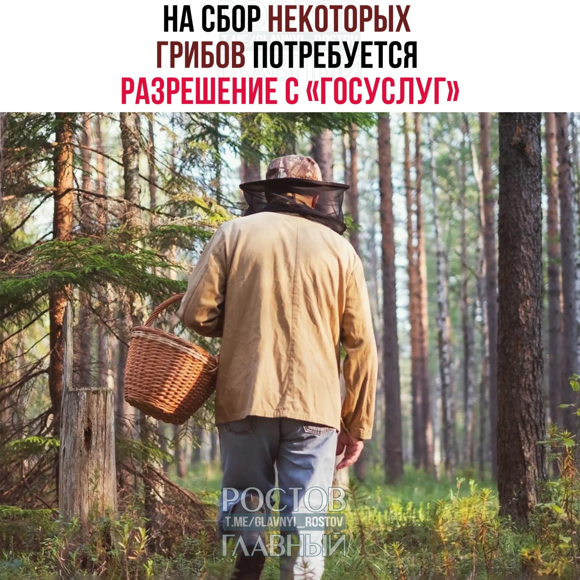 Разрешение потребуется для ряда редких видов — в числе примеров сыроежка золотистая и чёрный трюфель. Заявку будут рассматривать до 15 дней; сбор краснокнижных грибов без пропуска повлечёт уголовную ответственность.