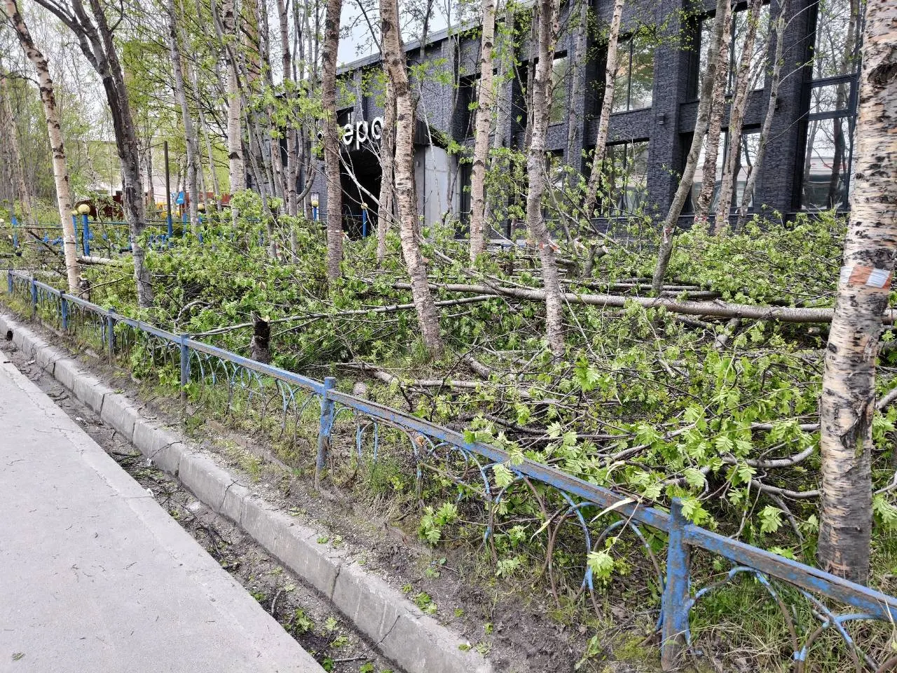 Возле боулинг‑центра на Кольском проспекте в Мурманске обнаружили срубленные деревья. На месте появились фотографии с поваленными стволами, информация о причинах пока не поступала.
