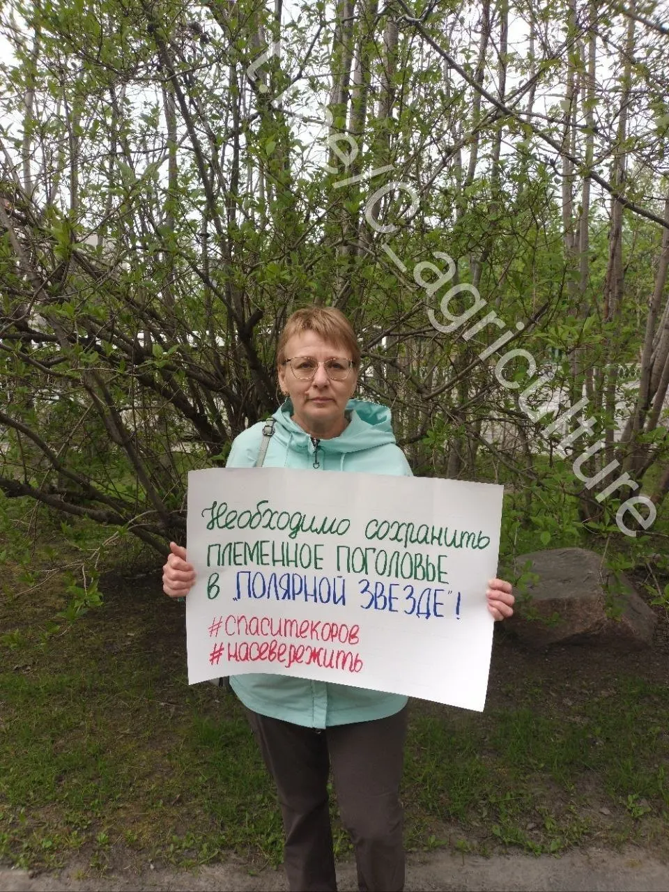 Жители и сотрудники фермы проводят одиночные пикеты и собирают петицию: уникальную породу коров, адаптированную к условиям Крайнего Севера, ставят под угрозу экономические трудности и низкая закупочная цена на молоко.