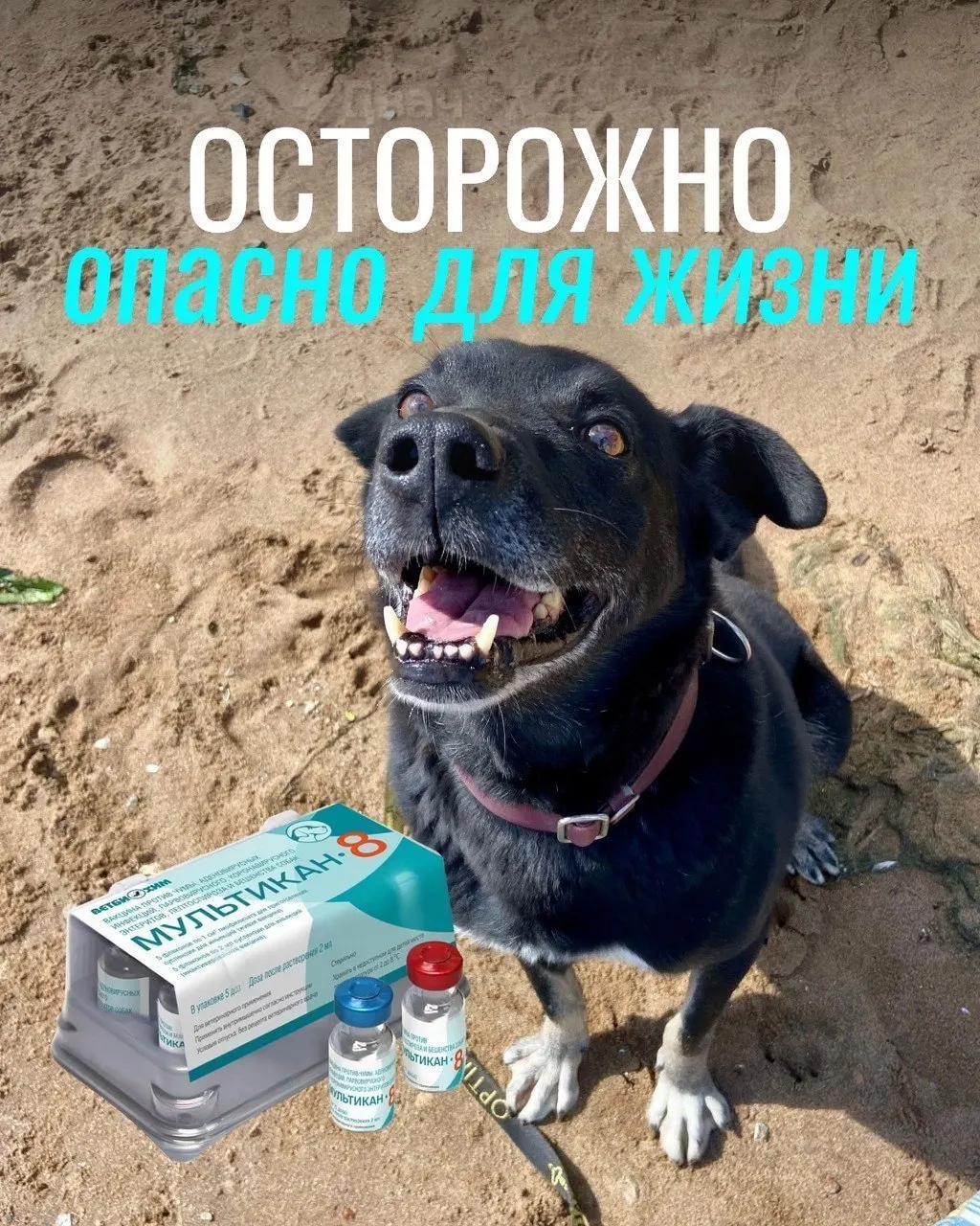 После прививок от бешенства у некоторых собак наблюдались тяжёлые симптомы; проводится проверка партии вакцины.