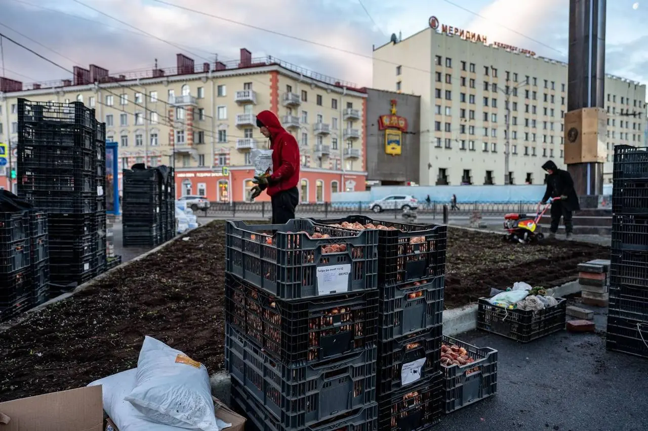 Поздняя осень — лучшее время для высадки луковиц; запланирована высадка свыше 14 тысяч тюльпанов у здания администрации Первомайского округа и возле стелы «Город‑герой Мурманск».