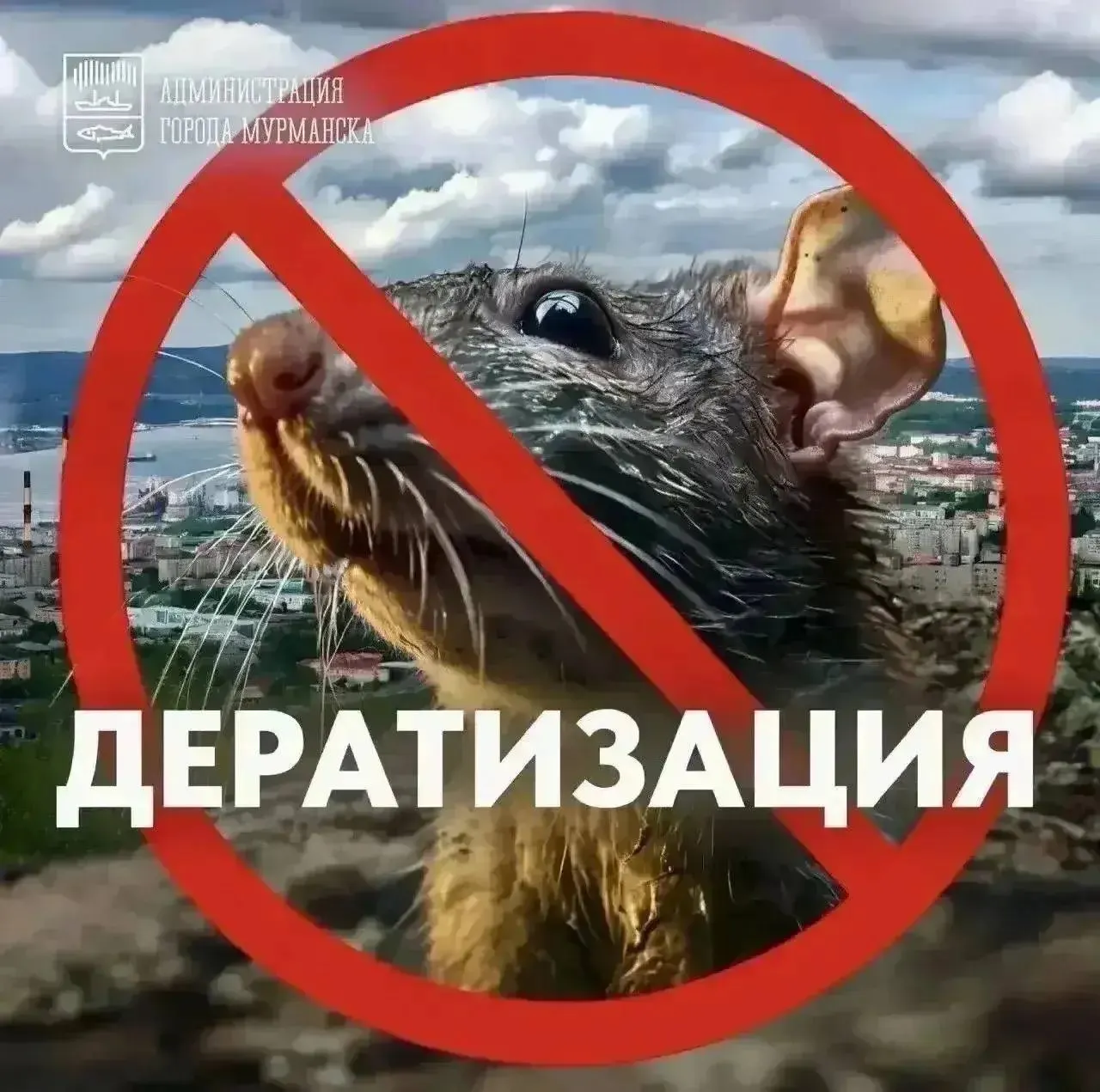 В Мурманске продолжаются работы по дератизации в Первомайском округе и на многоквартирных домах; жители просят соблюдать меры безопасности.